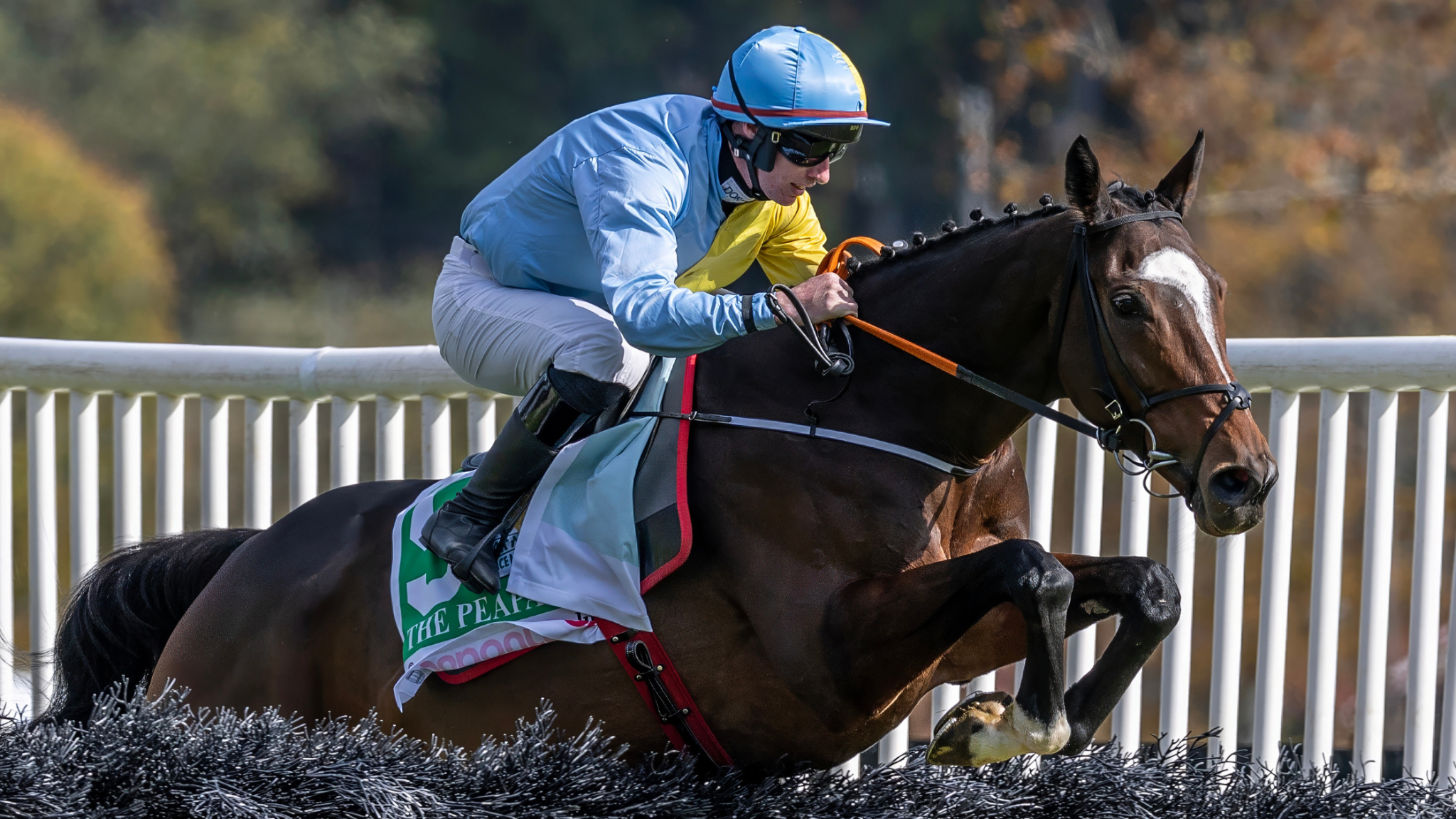 A jockey in blue and yellow silks rides a dark brown racehorse over a steeplechase jump at the Far Hills Race Meeting, with fall foliage in the background.